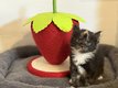 Maine Coon