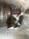 Maine Coon