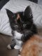 Maine Coon
