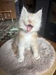Maine Coon