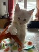 Maine Coon
