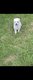 Bichon maltais femelle