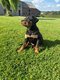 Chiot rottweiler
