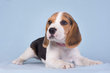 Magnifiques chiots Beagle pure race