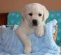 Magnifiques chiots Labrador
