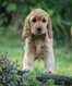 Magnifiques chiots Cocker anglais ( 1M et 1F )
