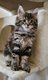 Magnifique femelle Maine coon