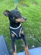 Pinscher nain