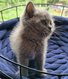 Adorable Chaton British shorthair 😻
