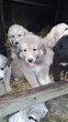 Chiots à vendre