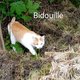 Chat à donner