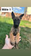 🐾 chiots malinois noir et fauve à...