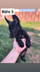 🐾 chiots malinois noir et fauve à...