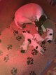 Fox terrier poil lisse Terrier des Roches
