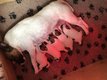 Fox terrier poil lisse Terrier des Roches