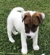 Fox terrier poil lisse Terrier des Roches