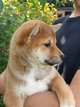 Shiba inu