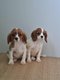 Cavalier King Charles