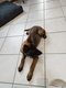 Vendre très beau chiot femelle malinois