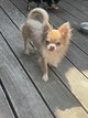 Chihuahua saillie