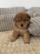 Chiots berger australien / ChowChow