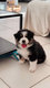Chiots berger australien / ChowChow