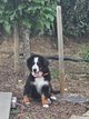Femelle bouvier bernois  pedigree lof 4 mois