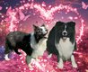 Border Collie avec pédigrée