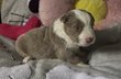 Border Collie avec pédigrée vidéo et photos du...