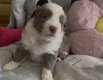 Border Collie avec pédigrée vidéo et photos du...