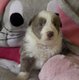 Border Collie avec pédigrée vidéo et photos du...