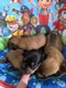 Chiots teckel nains poil court