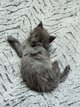 Femelle Maine Coon bleue