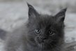 Femelle Maine Coon bleue
