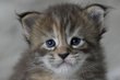 Femelle Maine Coon brown tortie