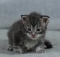 Mâle Maine Coon bleu blotched tabby