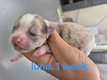 Magnifiques chihuahuas 3males 1femelle