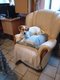 Chien jack Russel à donner contre bon soin