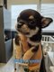 Magnifiques chiots chihuahuas