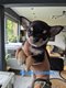Magnifiques chiots chihuahuas