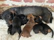 Superbes portées de Teckel nains à poils durs