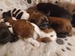Superbes chiots shitzu