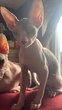 Chaton sphynx