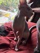Chaton sphynx