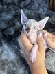 Chaton sphynx