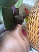 Chaton sphynx