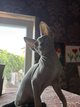 Chaton sphynx