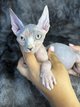Chaton Sphynx