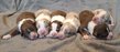 Superbes chiots Berger Australien