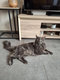 2 Maine Coon pour saillie